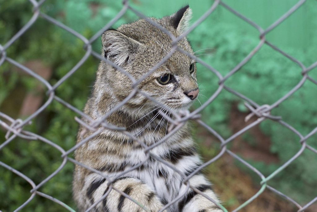 Fighting for the Wild: The Cochahuasi Animal Rescue Centre 2